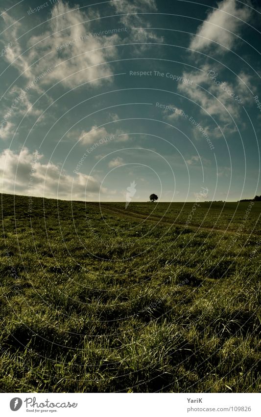 little tree Far-off places Footpath Grass Meadow Field Autumn Clouds Bad weather Green Yellow Wind HDR Lanes & trails Treetop Branch Sky wok Blue Contrast