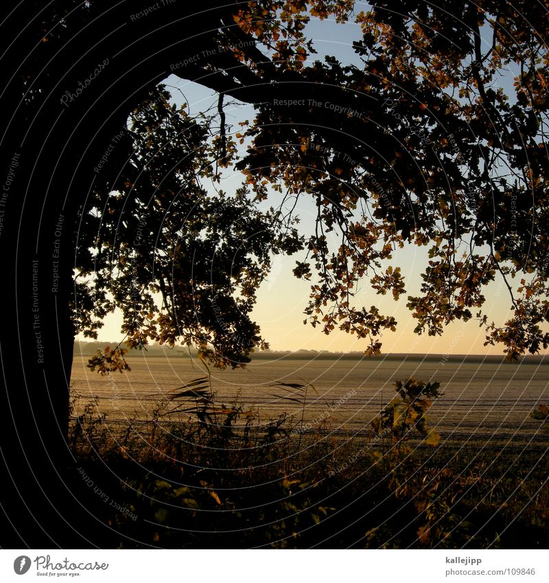 Bambi Autumn Dream Foreground Background picture Leaf Tree Romance Horizon Gold Red Brown Cold Sunrise Sunset Morning Edge of the forest Light Field Arable land