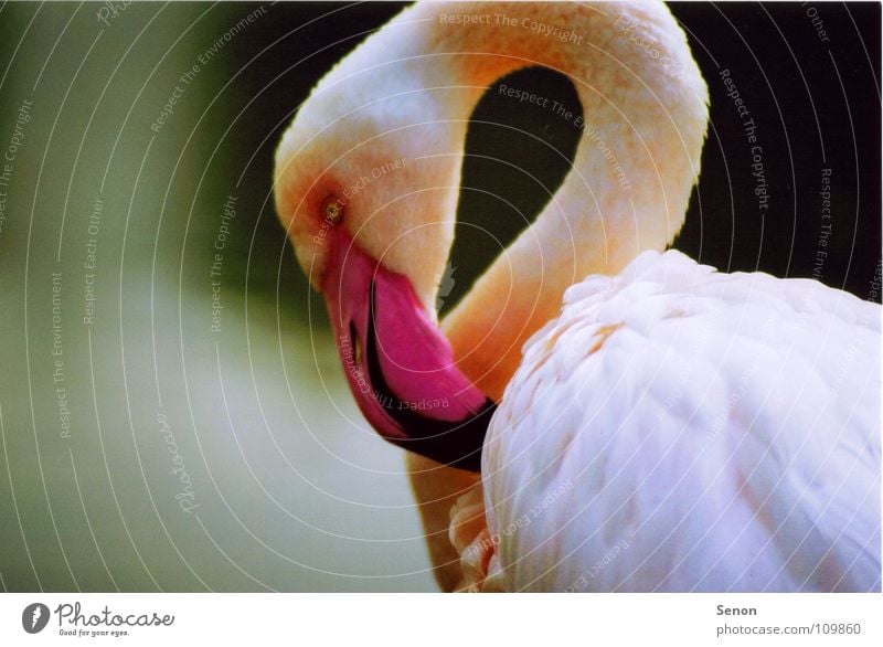 Pink plumage feathered - a Royalty Free Stock Photo from Photocase