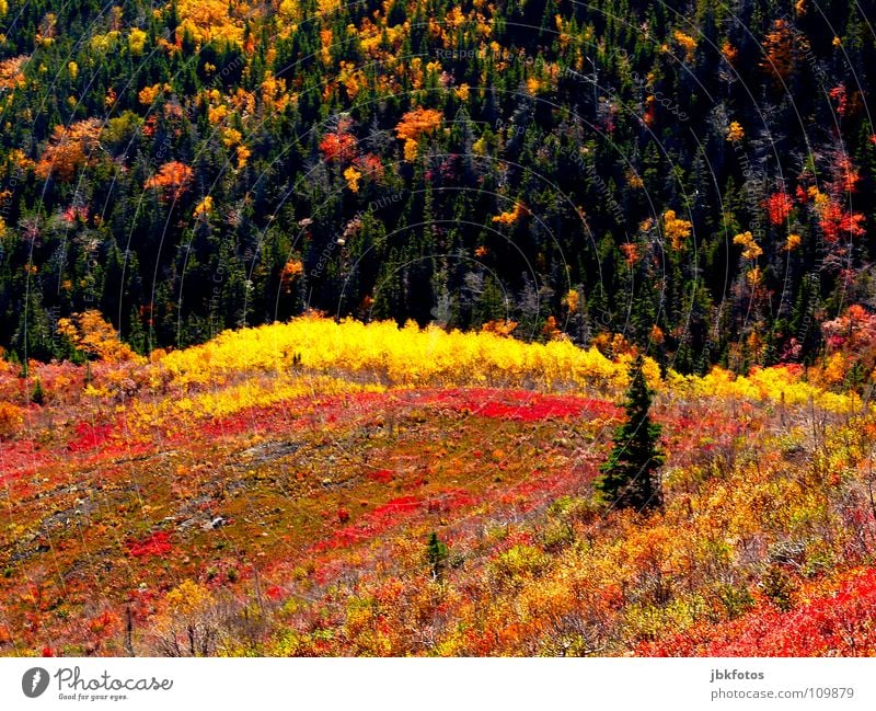 +++&lt;font color="#ffff00"&gt;-==- sync:ßÇÈâÈâ Highlands Canada Nova Scotia Autumn Indian Summer Colour Dye Landscape Reflection Atlantic Ocean Tree Fir tree