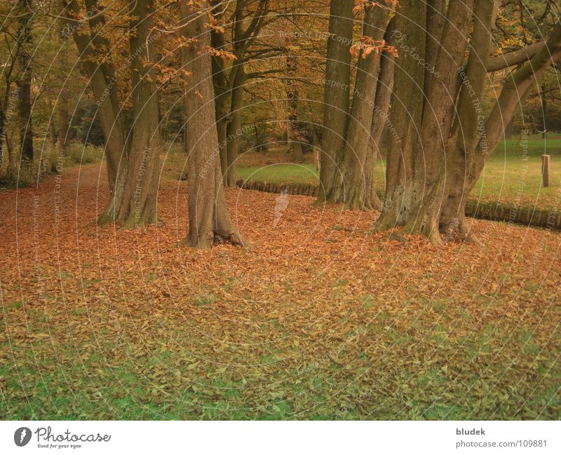 Autumn II Tree Leaf Bremen Tree trunk Branch Root civic park