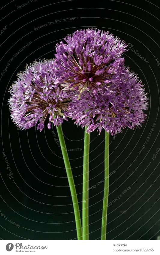 Ornamental garlic, giant garlic, allium, giganteum; Decoration Nature Plant Flower Blossom Violet Black ornamental garlic giant leek Leek Flowerbed