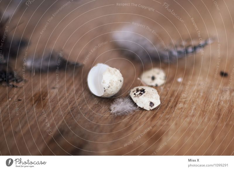 hatched Animal Bird Soft Bird's egg Slip Parental care Feather Eggshell Wood Easter Colour photo Interior shot Close-up Deserted Shallow depth of field