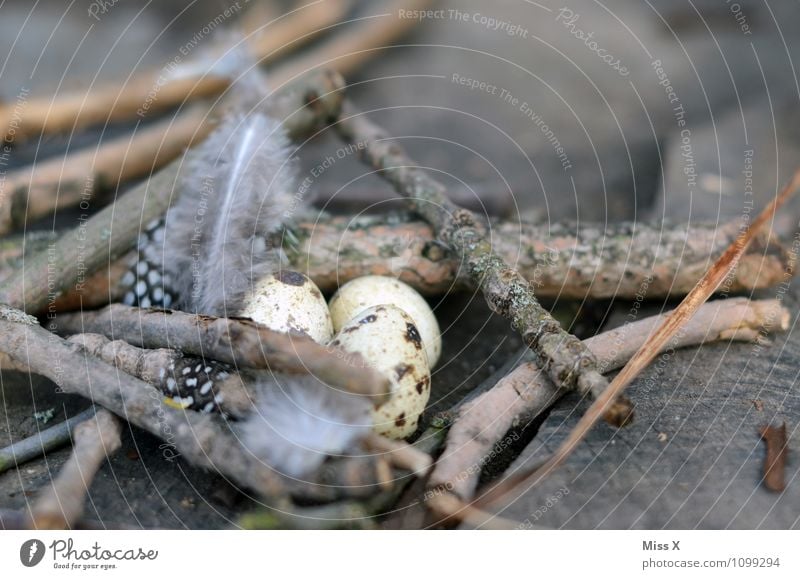 egg Easter Animal Bird Small Egg Bird's egg Eyrie Nest Easter egg nest Quail's egg Metal coil guinea fowl Branch Twig Love and security Twigs and branches