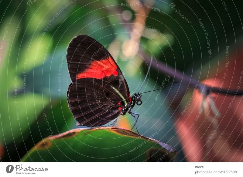 Mr. Postman Nature Animal Butterfly Wing 1 Sit Red Black Colour photo Exterior shot Macro (Extreme close-up)