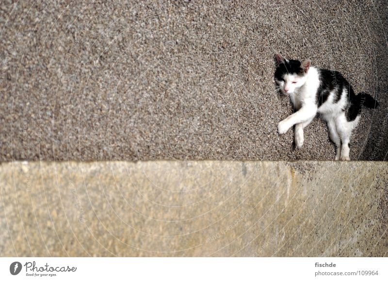 oblique cat Cat Relaxation Calm Concrete White Black Animal Mammal Lie Stone Domestic cat Gravel