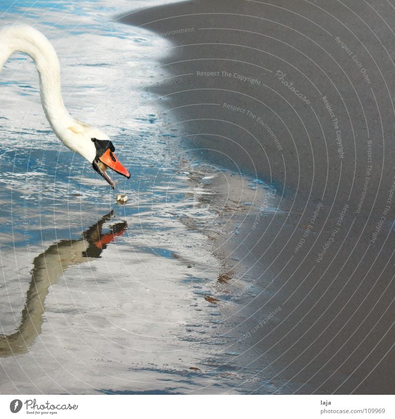 Bon appétit! Swan Animal Beak Feather Bird Water Sand Beach Ocean Baltic Sea Mirror image Foam Conceited Reflection To feed Neck Coast Earth