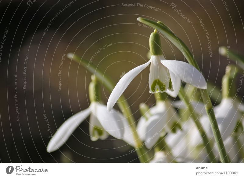 geophyte heads Garden Science & Research Biology Alkaloid Environment Nature Plant Sunlight Spring Climate change Weather Beautiful weather Flower Blossom