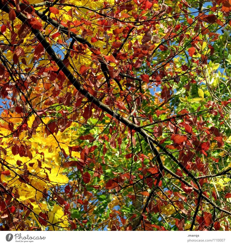 Colorful mess Tree Branchage Multicoloured Autumn Leaf Forest Growth Juicy Force Photosynthesis Plant Botany Undergrowth Yellow Red Green Wood Wood flour Nature