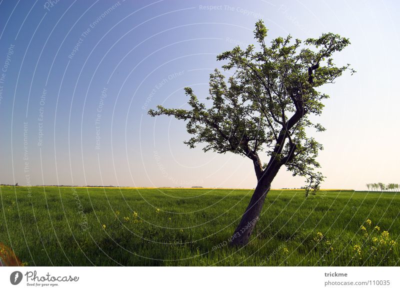 solitariness Tree Green Grass Wood Calm Loneliness Empty Leaf Dark Harmonious Infinity Horizon Summer Blue Freedom Nature Sky Shadow