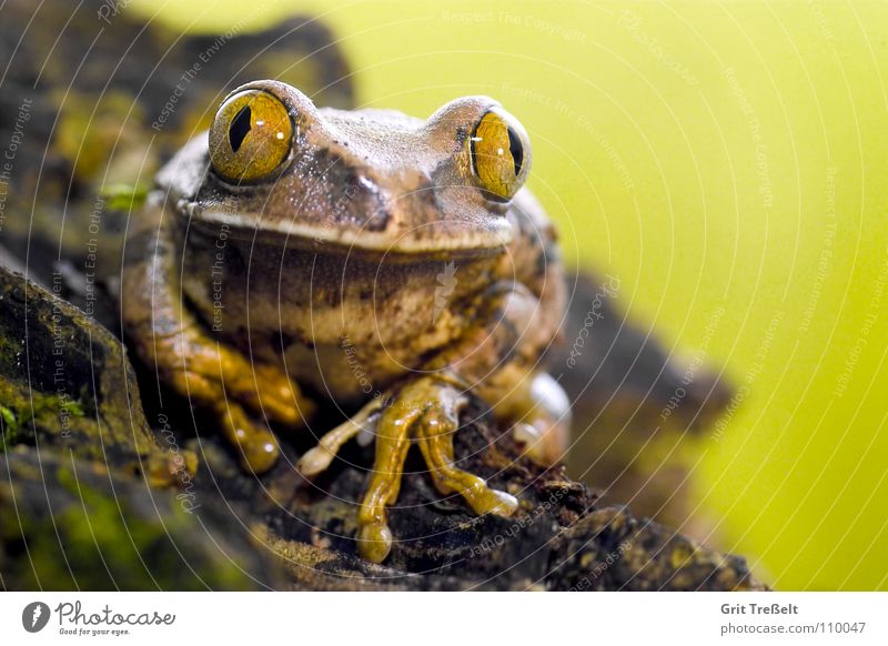 Waldsteiger's frog Macro (Extreme close-up) Stick Terrarium Pet Frog Nature Looking terristics Amphibian Eyes