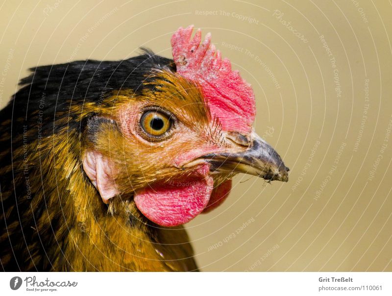 Cockerel Portrait Rooster Barn fowl Animal Farm animal Pet Bird Wing