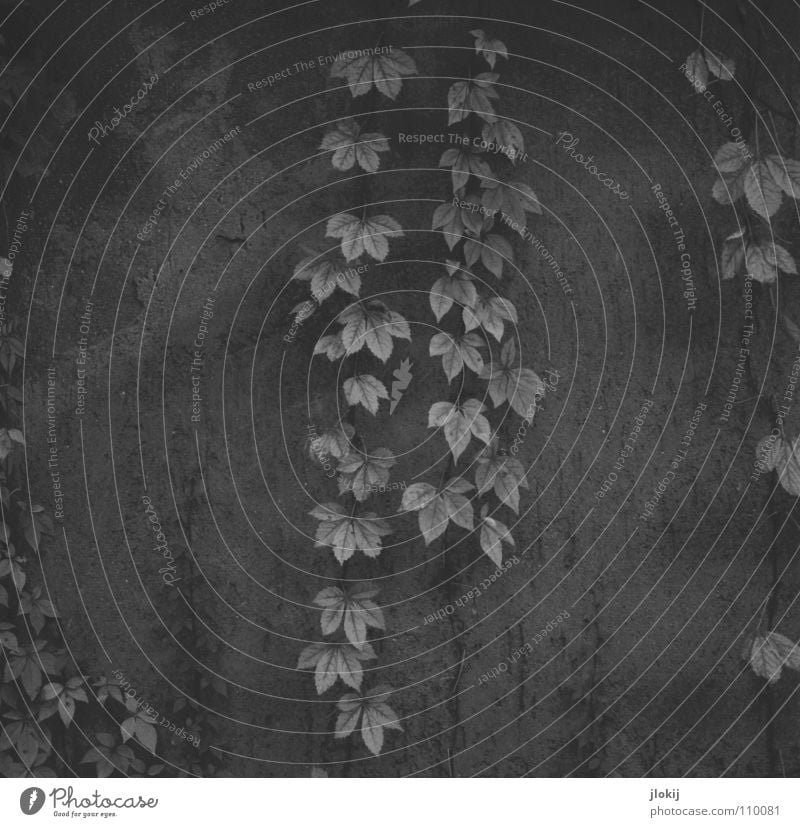 Herbe Romantik Leaf Paper chain Embellish Grave Tomb Autumn Wall (barrier) Hang Growth Plant Jewellery Creeper Tendril Seasons Black & white photo Derelict End