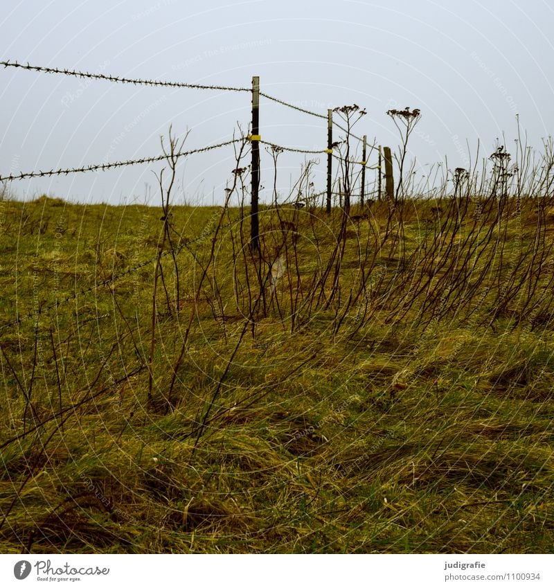 pasture Agriculture Forestry Environment Nature Landscape Plant Grass Wild plant Meadow Natural Border Fence Fence post Barrier Barbed wire Barbed wire fence