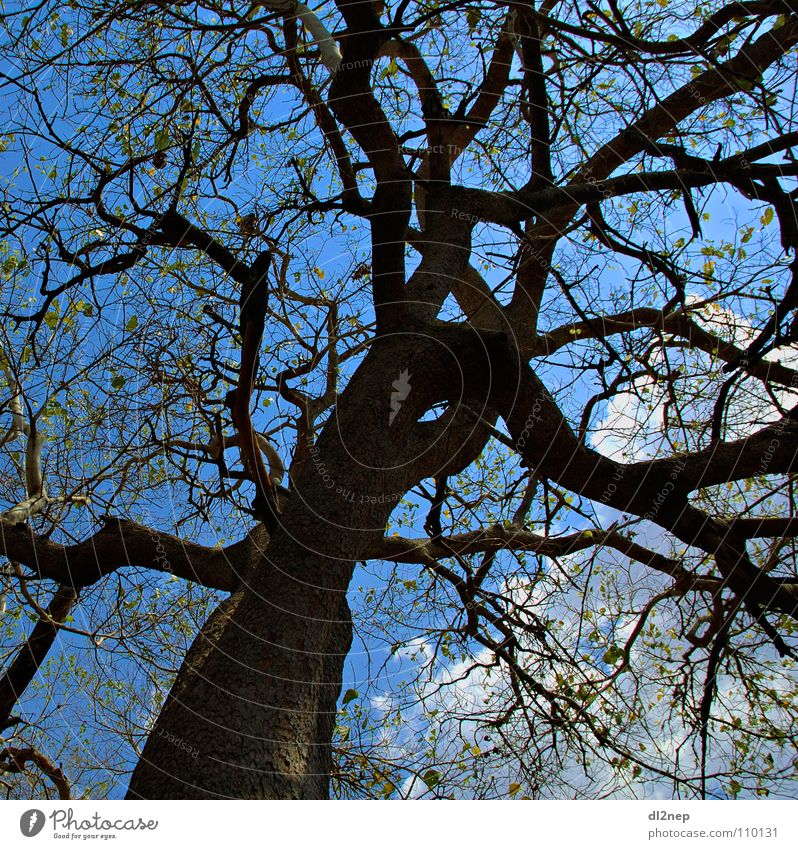 confusion Tree Africa Muddled Abstract Branched Sky Kenya Twig Masai Mara Blue Irritation