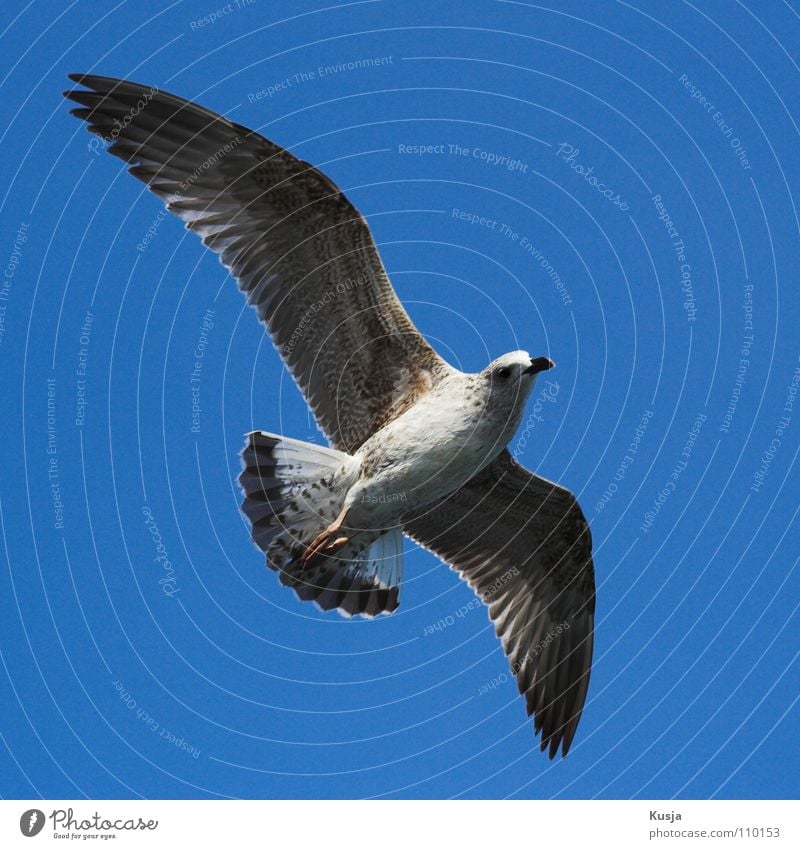 "Sabrejet all-weather hunter Seagull Bird Ocean Turkey Hover Judder Glide Hunting Creep Walking Sailing White Sky Flying shoot through the air Curve Wing buzz