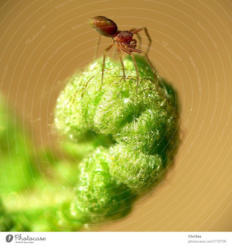 spider lathe operator Spider Animal Green Spider's web Coil Rolled Spring Plant Flower Northern Forest Fear Panic Macro (Extreme close-up) Close-up Pteridopsida