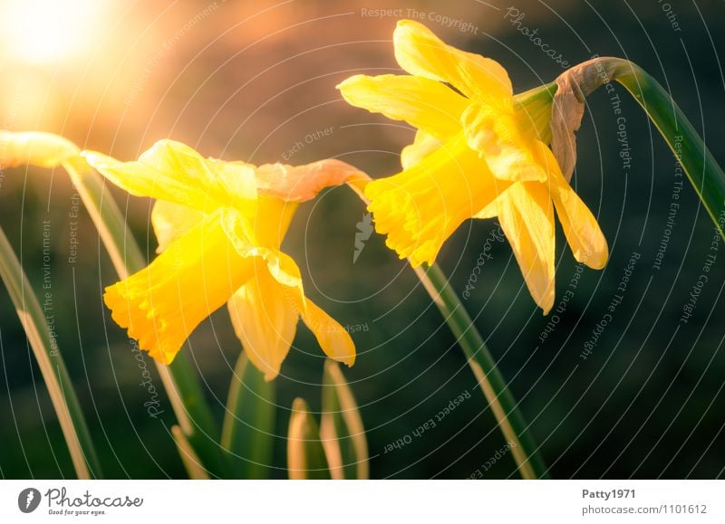 jonquils Easter Plant Spring Flower Wild daffodil Narcissus Blossoming Beautiful Yellow Green Nature Colour photo Exterior shot Twilight