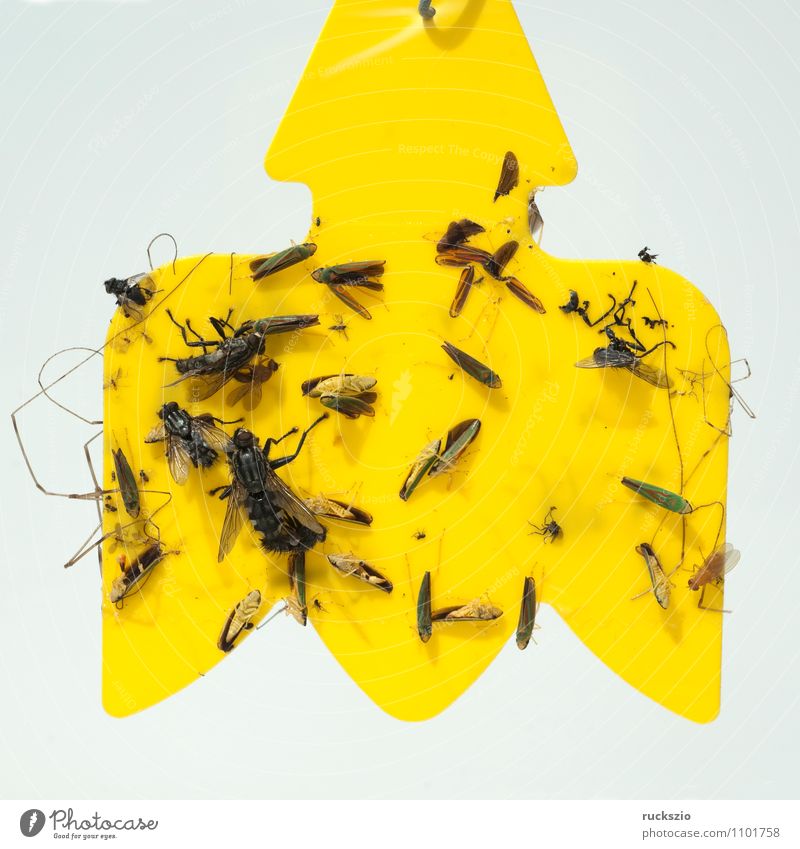 Flies Caught on Sticky Fly Paper Traps. Stock Photo - Image of