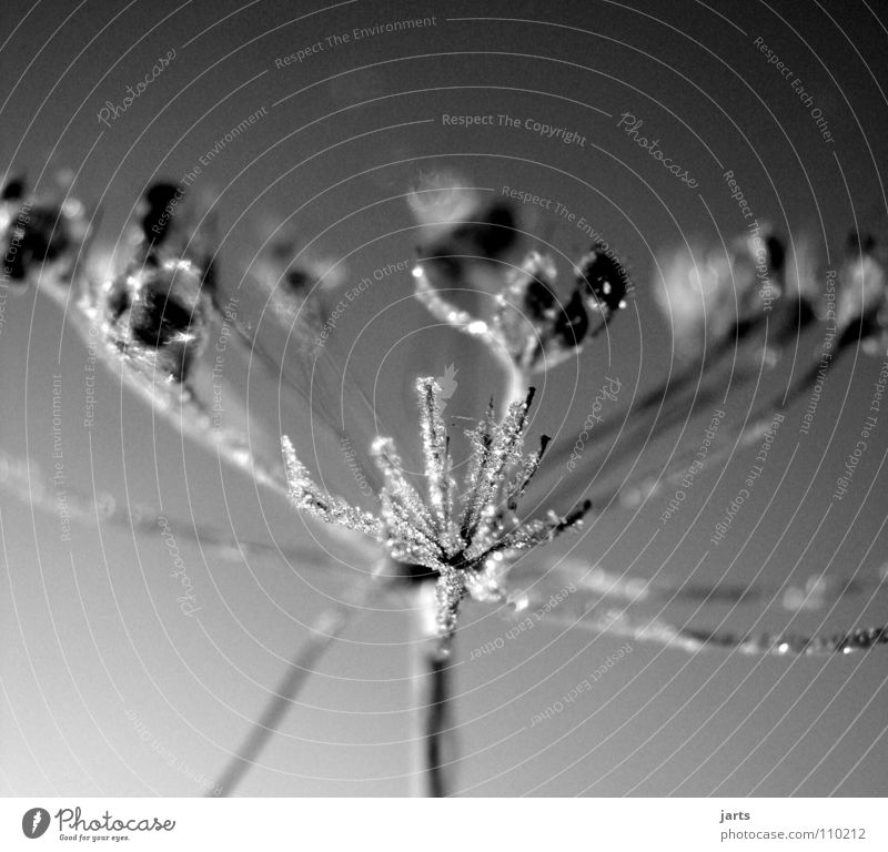 iced Flower Cold Winter Ice crystal Frozen Meadow Black & white photo Frost Crystal structure jarts Water Rope