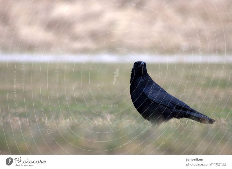 What are you looking at? Grass Meadow Animal Wild animal Bird Crow Raven birds 1 Observe Think Looking Cool (slang) Green Black Watchfulness Wisdom Smart