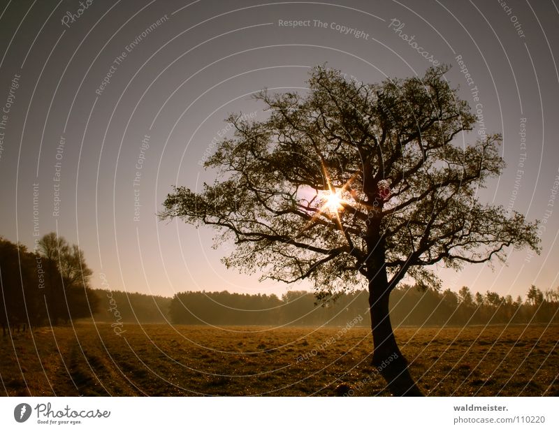 tree Tree Sun Meadow Sky Romance Calm Longing Loneliness Landscape Nature Haze Relaxation