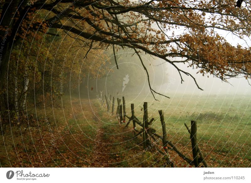 autumn colours Multicoloured Light (Natural Phenomenon) Painting and drawing (object) Environment Nature Landscape Autumn Fog Tree Leaf Meadow Field