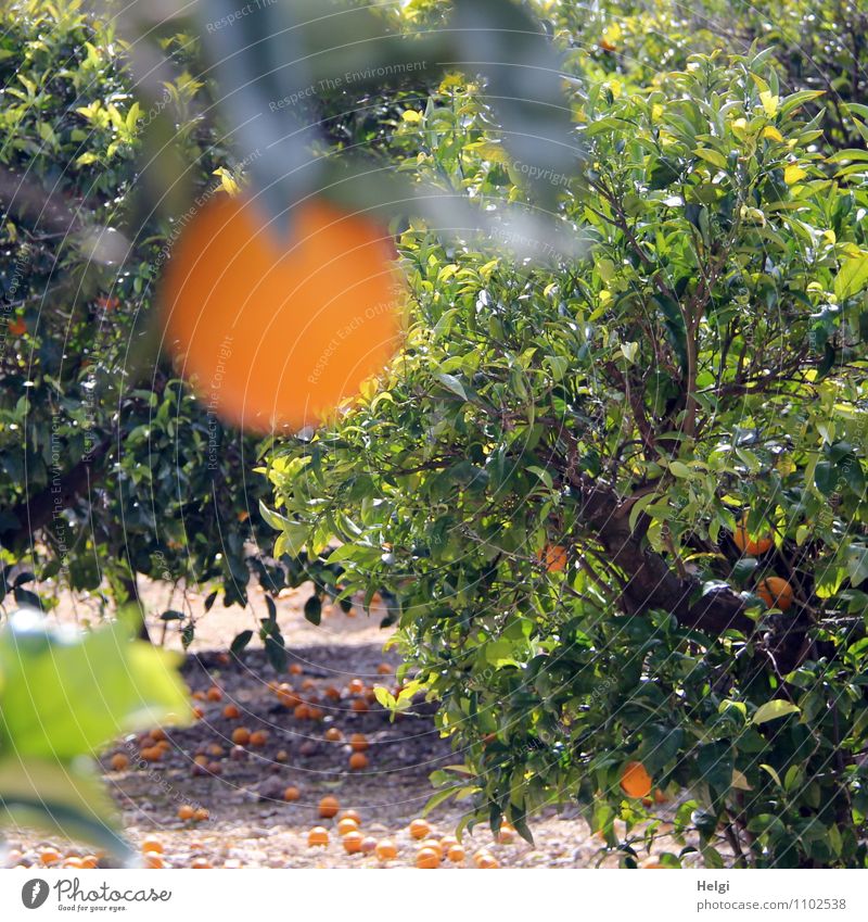 mature... Food Fruit Orange Environment Nature Landscape Plant Spring Beautiful weather Tree Leaf Agricultural crop Orange tree Orange plantation Island Majorca