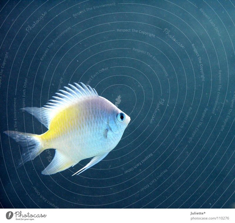 Alone in the great sea Ocean Loneliness Fishing (Angle) Fisherman Water Blue Colour Bubble Water wings Swimming & Bathing