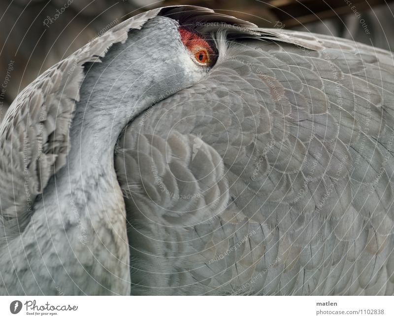 observantly Animal Bird 1 Observe Gray Red Crane Eyes Feather Rest Cover Structures and shapes Colour photo Subdued colour Exterior shot Close-up Deserted