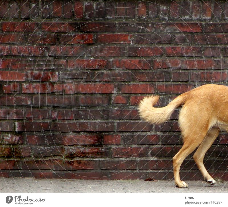 Half dog in front of rectangle on tour in the neighborhood Colour photo Subdued colour Exterior shot Wall (barrier) Wall (building) Traffic infrastructure