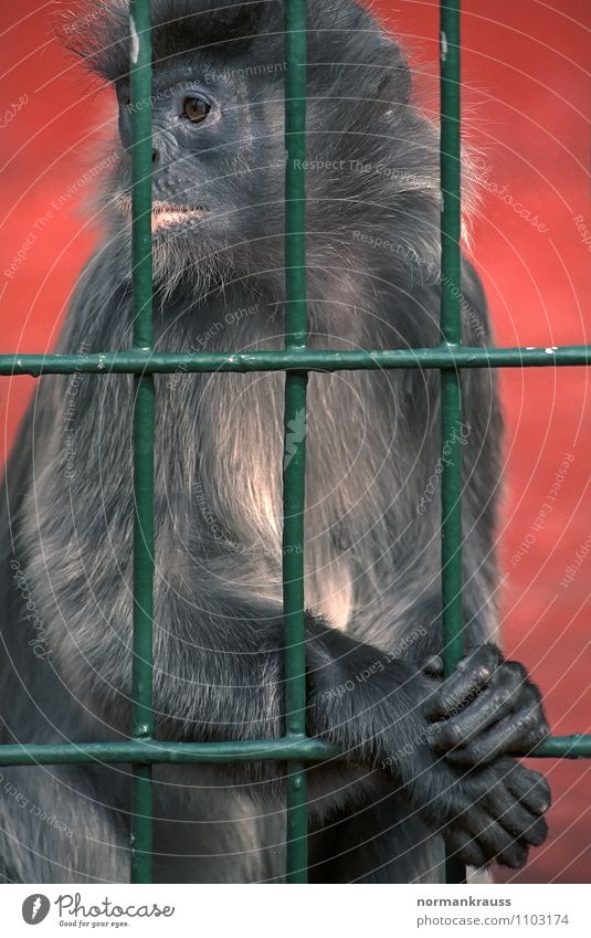 behind bars Animal Pelt Zoo 1 Observe Crouch Compassion Monkeys Young monkey Captured Jail sentence Grating Cage monkey cage Colour photo Exterior shot Day