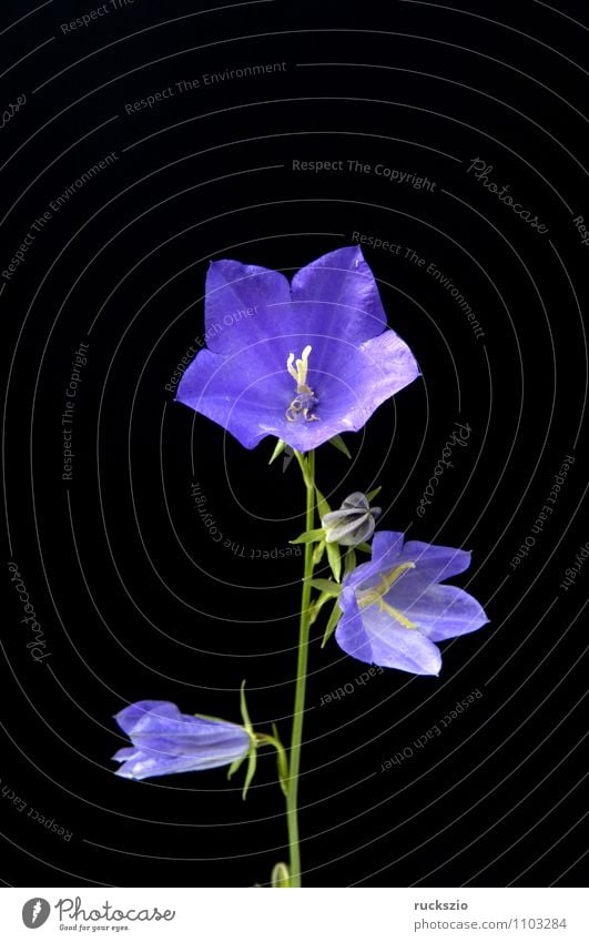 Roundleaf Bellflower, Campanula rotundifolia Nature Plant Blossom Wild plant Blossoming Free Blue Black round-bladed triggers Bluebell Meadow flower