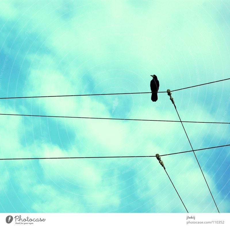 observer Raven birds Crow Bird Feather Mistrust Transmission lines Electricity Animal Living thing Bird's-eye view Audience Black White Loneliness Sky Sit
