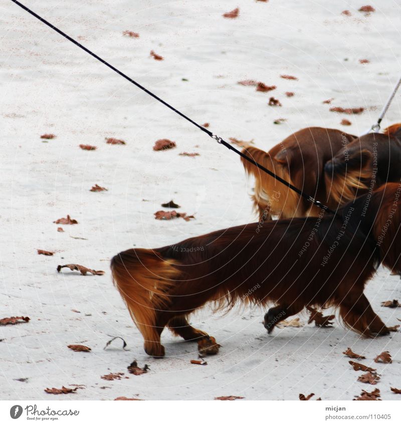 Everything for the Dachshund - Everything for the Club Dog Leaf Brown Animal Pack 3 Long Livestock breeding Exhibition Places White Frozen surface