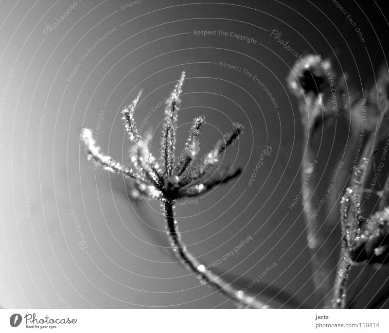 Iced II Flower Cold Winter Ice crystal Frozen Meadow Frost Crystal structure jarts Water Rope Black & white photo