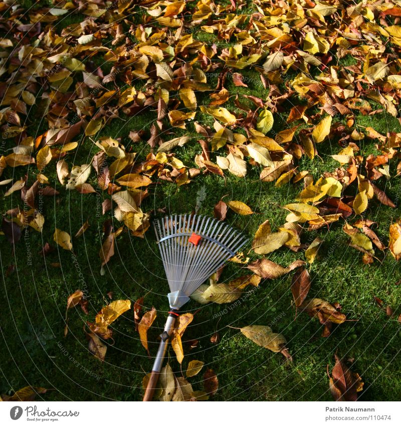 typical autumn work. Autumn Leaf Tree Grass Rake Compost Transience Trash Yellow Green Gardener Market garden Autumnal work work foliage work defoliate To fall
