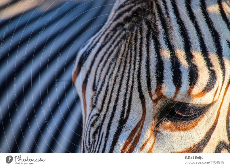 Zebra Profile Exotic Vacation & Travel Tourism Adventure Far-off places Freedom Safari Expedition Summer Nature Animal Wild animal 1 Stripe Discover Exceptional