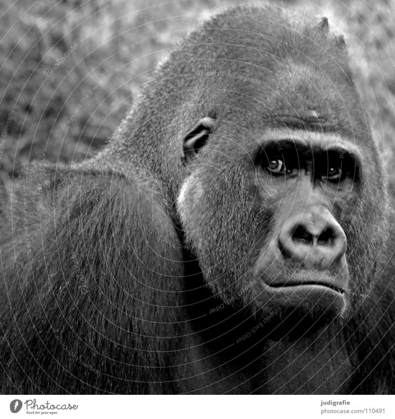 gorilla Gorilla Monkeys Masculine Animal Mammal Apes Captured Black White Macho Grief Pelt Zoo Black & white photo Might hominidae Looking Aggravation Sadness