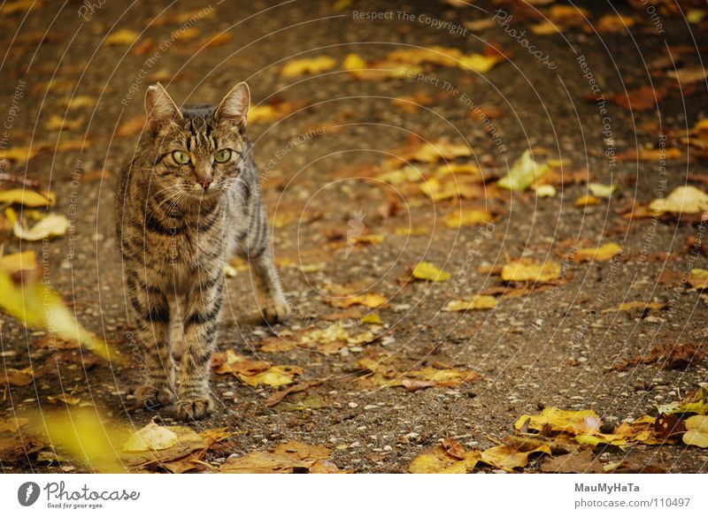 Cat Yellow Bicycle rack Best Hunting Animal paper for fall brown ran &#1050 &#1086 &#1090 &#1082 &#1072 &#1074 &#1079 &#1089 &#1076