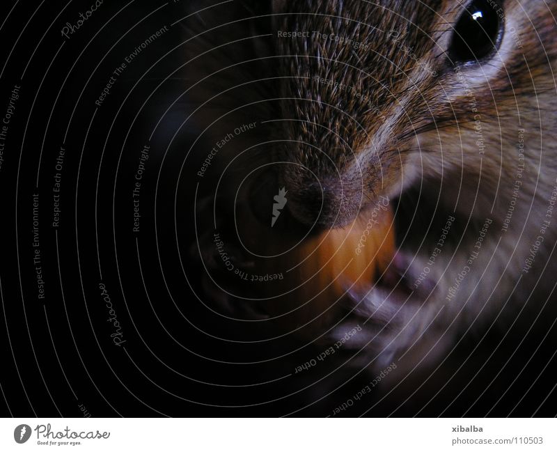 chipmunks Colour photo Interior shot Close-up Copy Space left Shadow Deep depth of field Animal portrait Looking into the camera Food Pet Animal face Pelt Paw 1