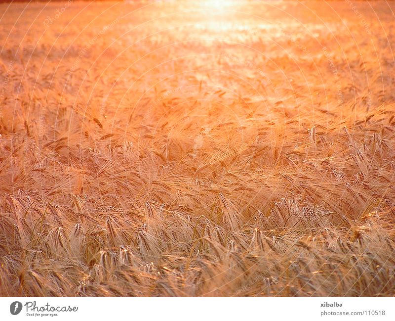 golden cornfield Colour photo Multicoloured Exterior shot Deserted Copy Space middle Twilight Light Reflection Shallow depth of field Environment Nature