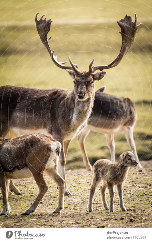 Watch your step, Dad! Vacation & Travel Tourism Trip Far-off places Freedom Safari Expedition Environment Nature Landscape Plant Animal Spring Beautiful weather