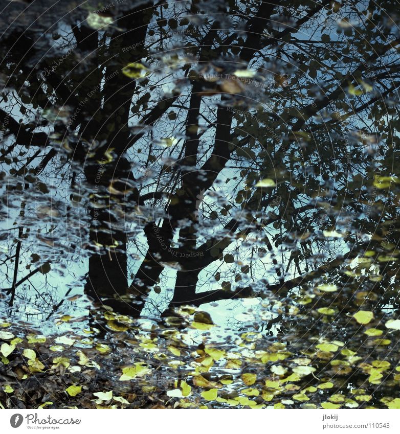 autumn day Autumn Puddle Seasons Tree Leaf Reflection Water Rain Branch