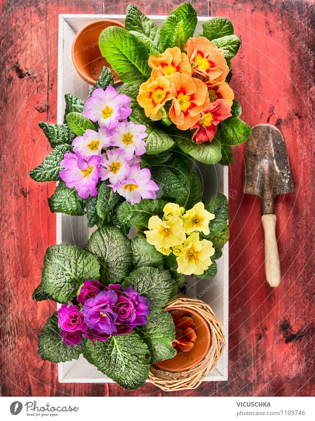 Colorful primroses with old hand shovel Lifestyle Elegant Style Design Joy Leisure and hobbies Summer House (Residential Structure) Garden Decoration Nature