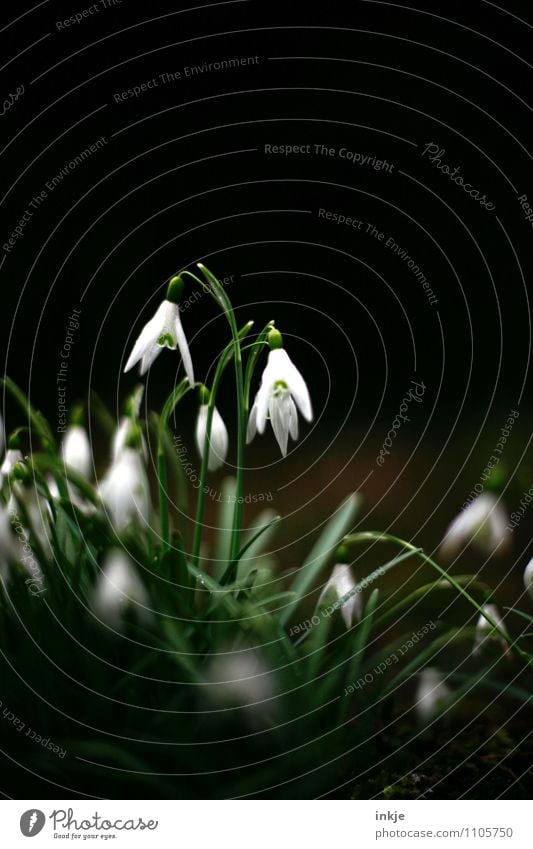 ray of hope Nature Plant Spring Flower Wild plant Lily of the valley Spring flowering plant Garden Blossoming Hang Dark Fresh Bright Beautiful Small Natural