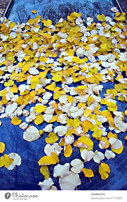 autumn Autumn Leaf Autumn leaves Multicoloured Car Hood Sweep Broom Cleaning Windscreen Leaf green metabolism caretaker. yellow car trunk hood sweep leaves