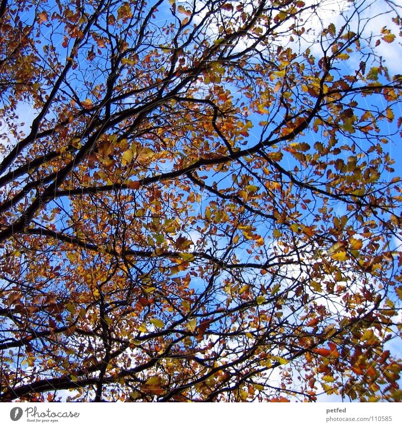 My beloved autumn Autumn Winter Tree Leaf Clouds White Brown Yellow Branched Seasons Sky Nature Life Blue Weather Limp