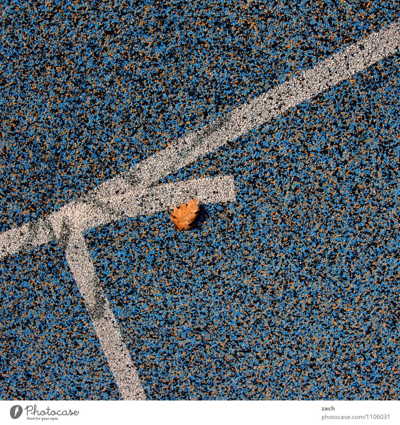 stayed behind Sporting Complex Football pitch Stadium Racecourse Autumn Plant Leaf Town Line Running Blue Sports Autumn leaves Autumnal colours Subdued colour