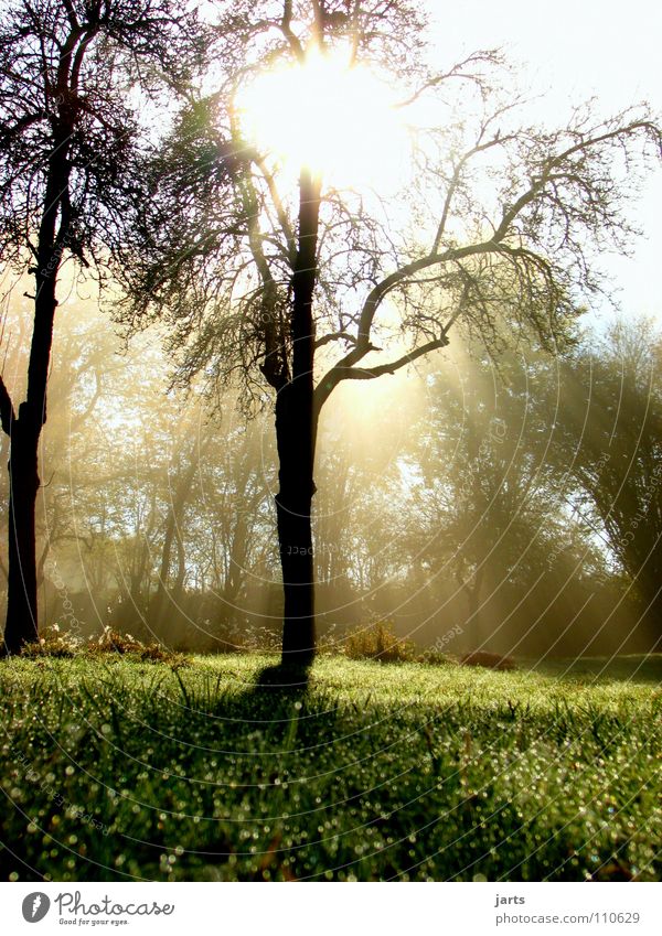 morning sunshine Sunbeam Light Awareness Tree Meadow Fog Autumn Celestial bodies and the universe Beautiful Morning Rope morgrntau Sky jarts